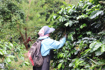 Indonesia Frinsa Estate Weninggalih [Light roast]